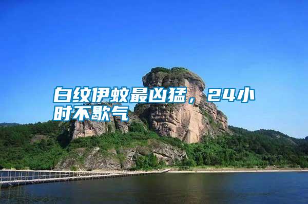 白紋伊蚊最兇猛，24小時(shí)不歇?dú)?/></p>
             <p style=