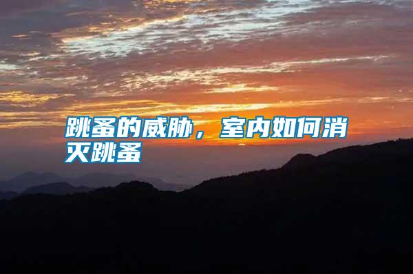 跳蚤的威脅，室內(nèi)如何消滅跳蚤