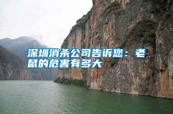 深圳消殺公司告訴您:老鼠的危害有多大