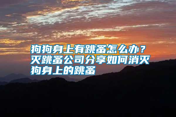 狗狗身上有跳蚤怎么辦？滅跳蚤公司分享如何消滅狗身上的跳蚤