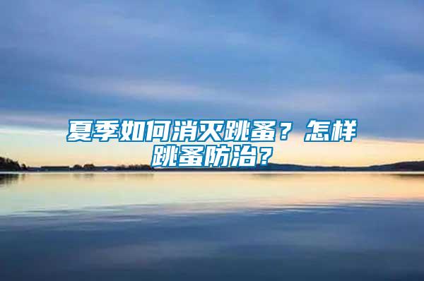 夏季如何消滅跳蚤？怎樣跳蚤防治？