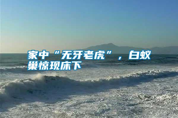 家中“無牙老虎”，白蟻巢驚現(xiàn)床下