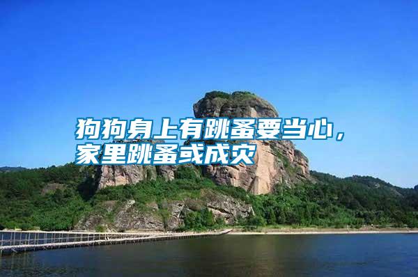 狗狗身上有跳蚤要當(dāng)心，家里跳蚤或成災(zāi)