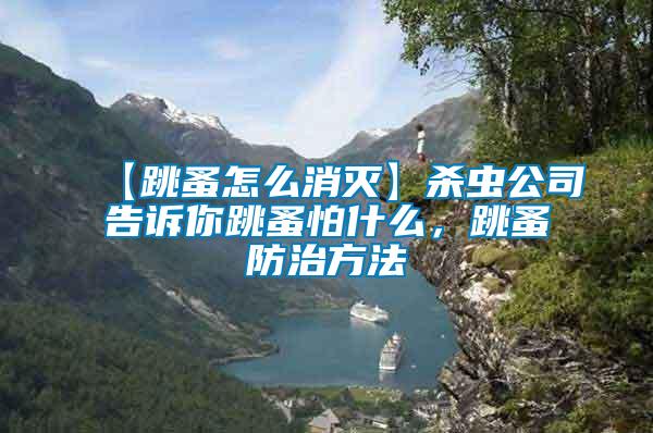 【跳蚤怎么消滅】殺蟲公司告訴你跳蚤怕什么，跳蚤防治方法