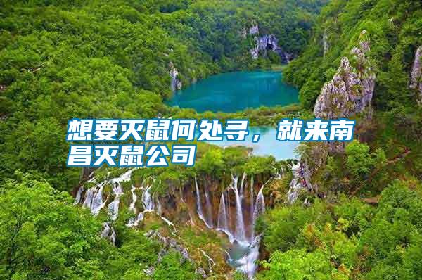 想要滅鼠何處尋，就來南昌滅鼠公司