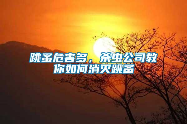 跳蚤危害多，殺蟲公司教你如何消滅跳蚤