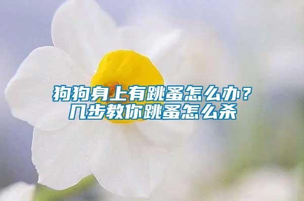 狗狗身上有跳蚤怎么辦？幾步教你跳蚤怎么殺
