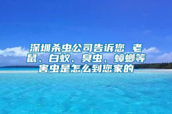 深圳殺蟲公司告訴您 老鼠、白蟻、臭蟲、蟑螂等害蟲是怎么到您家的