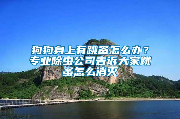 狗狗身上有跳蚤怎么辦？專業(yè)除蟲公司告訴大家跳蚤怎么消滅
