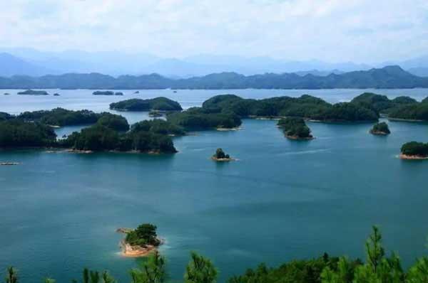 蟻后基本簡(jiǎn)介