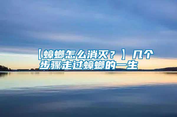 【蟑螂怎么消滅？】幾個步驟走過蟑螂的一生