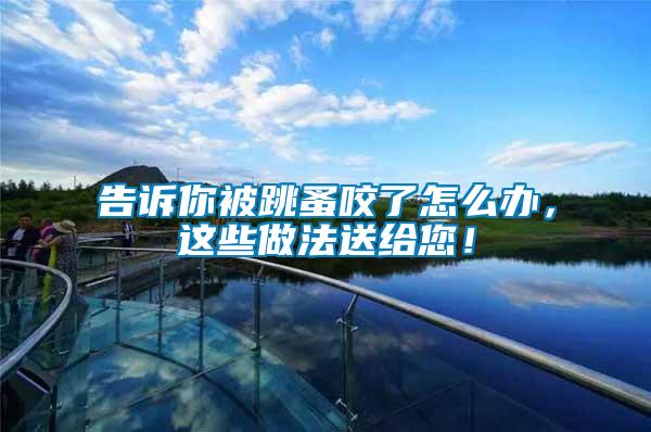 告訴你被跳蚤咬了怎么辦，這些做法送給您！