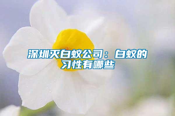 深圳滅白蟻公司:白蟻的習性有哪些