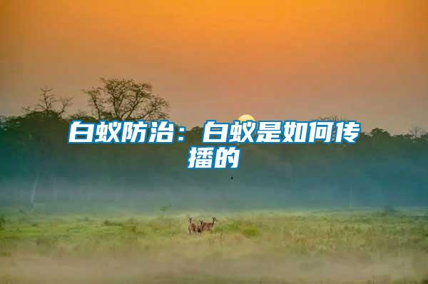 白蟻防治:白蟻是如何傳播的