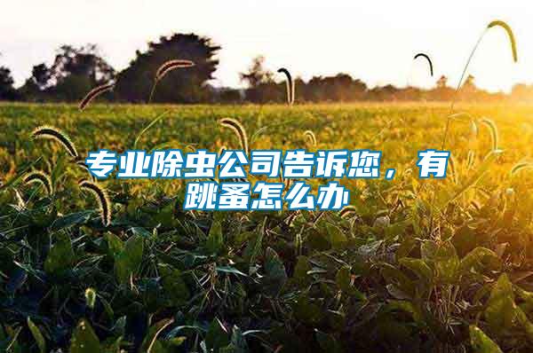 專業(yè)除蟲公司告訴您，有跳蚤怎么辦