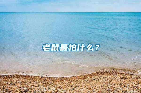 老鼠最怕什么？