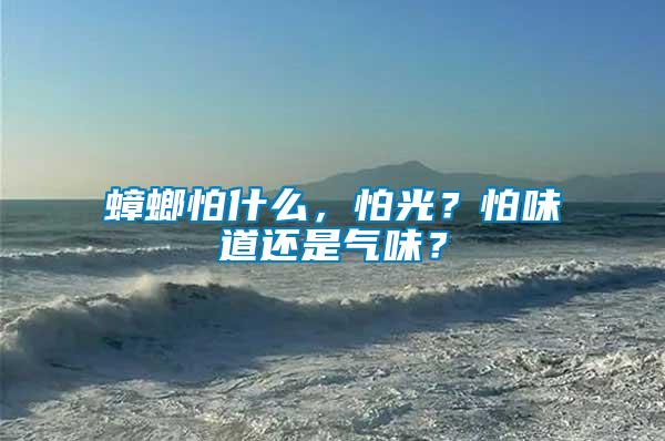 蟑螂怕什么，怕光？怕味道還是氣味？