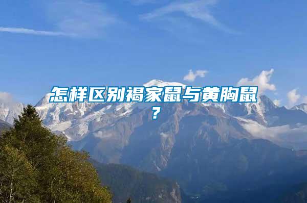 怎樣區(qū)別褐家鼠與黃胸鼠？