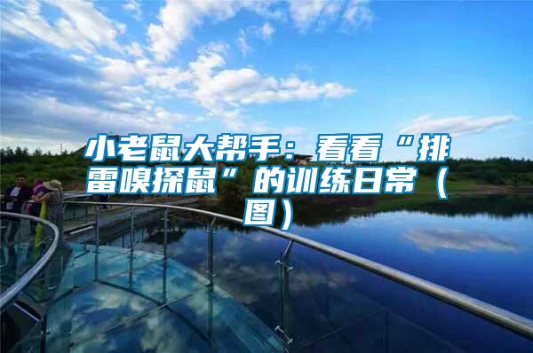 小老鼠大幫手:看看“排雷嗅探鼠”的訓(xùn)練日常(圖)