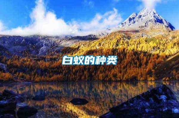 白蟻的種類(lèi)