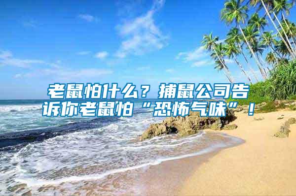 老鼠怕什么？捕鼠公司告訴你老鼠怕“恐怖氣味”！