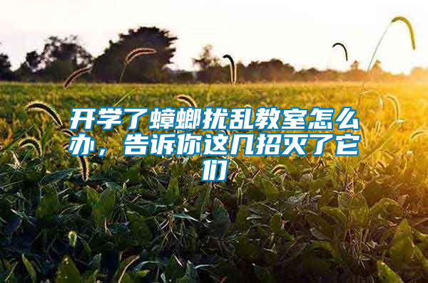 開(kāi)學(xué)了蟑螂擾亂教室怎么辦，告訴你這幾招滅了它們