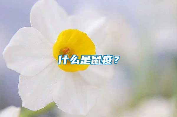 什么是鼠疫？