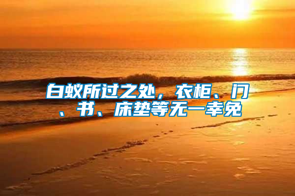 白蟻所過之處，衣柜、門、書、床墊等無一幸免