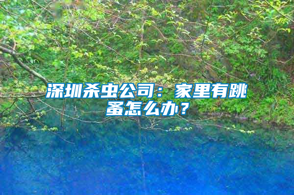 深圳殺蟲公司：家里有跳蚤怎么辦？