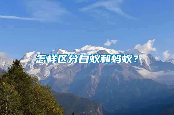 怎樣區(qū)分白蟻和螞蟻?