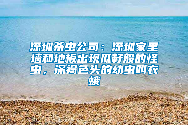 深圳殺蟲公司：深圳家里墻和地板出現(xiàn)瓜籽般的怪蟲，深褐色頭的幼蟲叫衣蛾