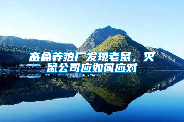 畜禽養(yǎng)殖廠發(fā)現(xiàn)老鼠，滅鼠公司應(yīng)如何應(yīng)對(duì)