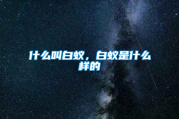 什么叫白蟻，白蟻是什么樣的